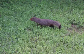 Udawalawe Safari DayTrip frm Bentota/Kalutara/Ahungalla/Hikkaduwa