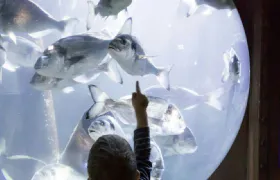 SEA LIFE Speyer: Entry Ticket Adult