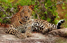 All inclusive Private jeep safari at Yala National park