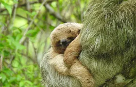 Guanacaste Wildlife Tour