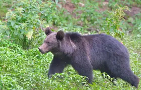 Small-Group Brown Bear-Watching Experience from Brasov