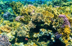 Tiran Island Snorkeling Excursion
