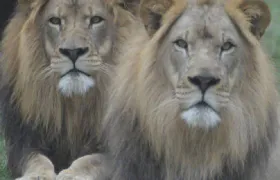 Lion Country Safari Regular Ticket Child