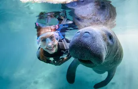 Manatee Adventure, Everglades Style Airboat, Lunch, Wildlife Park & Transport