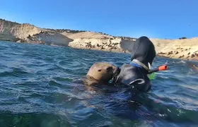 Snorkeling with Sea Lions by Madryn Buceo