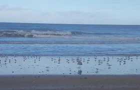 Guided Tour in an Old Convertible Car on the Côte de Nacre