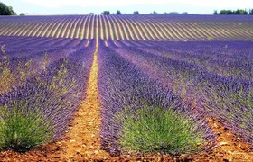 Provence Lavender Fields Tour from Aix-en-Provence
