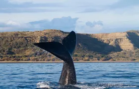 Peninsula Valdes Tour with Optional Whale Watching