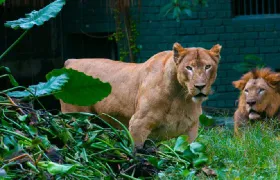 Zoo Negara Malaysia Admission Ticket Child (Non-Malaysian)