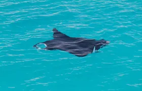 Snubfin Dolphin Eco Cruise from Broome