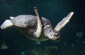 Sea Life Speyer Ticket (Child)